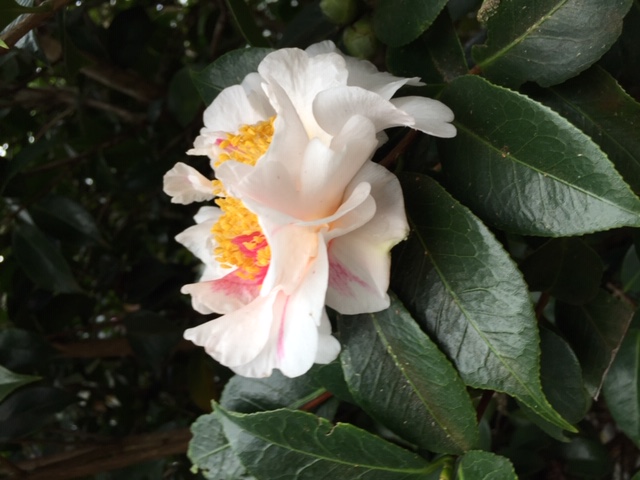 Scented Sun